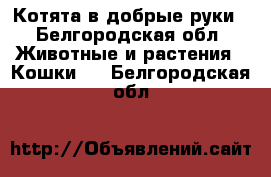 Котята в добрые руки - Белгородская обл. Животные и растения » Кошки   . Белгородская обл.